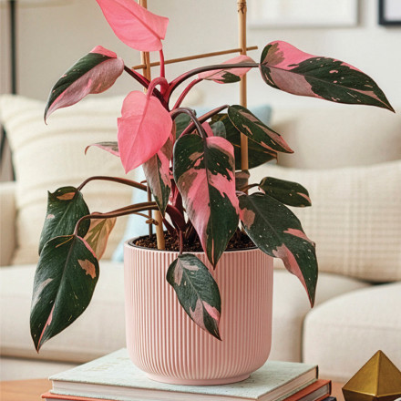 Vente de fleurs et déco